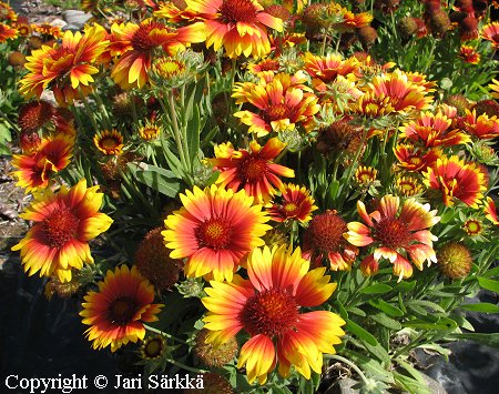 Loistosädekukka, kokardblomster, Gaillardia x grandiflora 'Kobold'